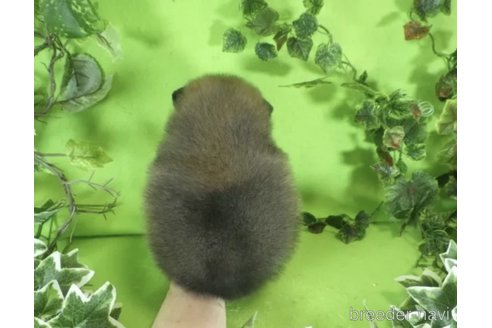 成約済の神奈川県のポメラニアン-333540の5枚目