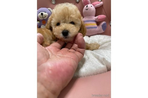 成約済の宮城県のタイニープードル-331402の2枚目