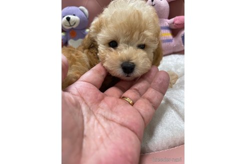 成約済の宮城県のタイニープードル-331402の3枚目