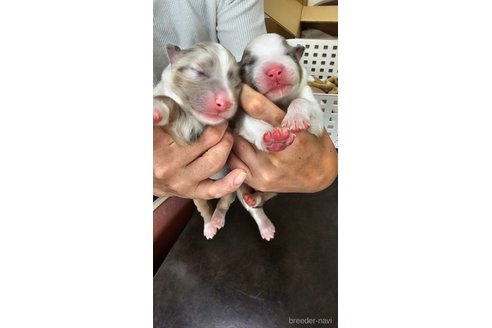 成約済の長野県のオーストラリアンシェパード-333568の31枚目