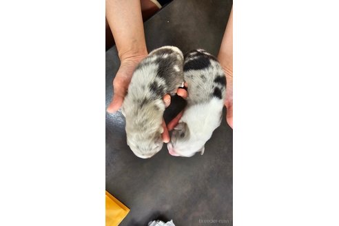 成約済の長野県のオーストラリアンシェパード-333568の30枚目