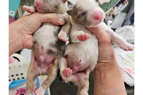 成約済の長野県のオーストラリアンシェパード-333568の29枚目