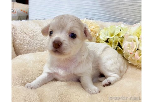 成約済の福岡県のミックス犬-329052の9枚目