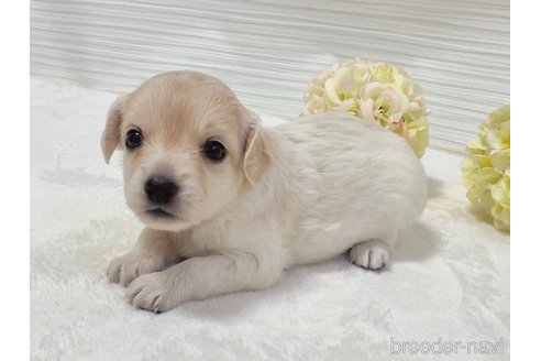 成約済の福岡県のミックス犬-329053の13枚目