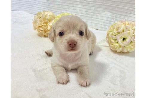成約済の福岡県のミックス犬-329054の19枚目