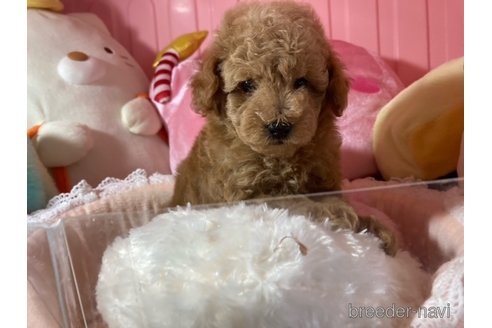 成約済の富山県のトイプードル-332057の1枚目