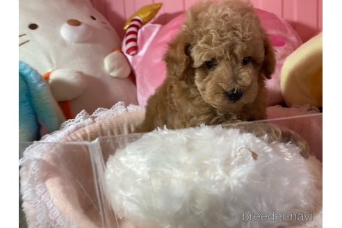 成約済の富山県のトイプードル-332057の5枚目