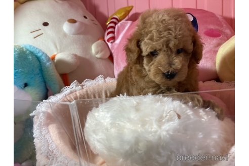 成約済の富山県のトイプードル-332057の4枚目