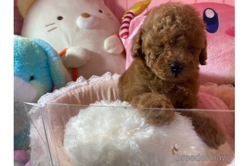 成約済の富山県のトイプードル-332059の3枚目