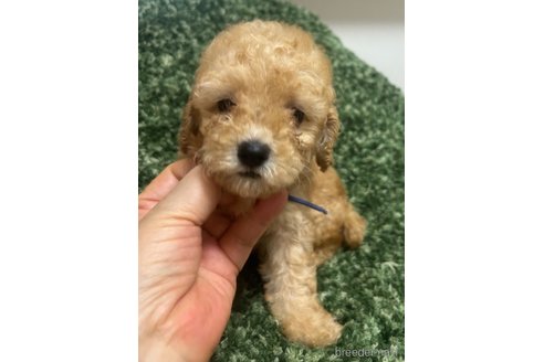 成約済の愛媛県のトイプードル-328590の5枚目