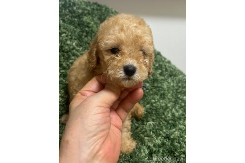 成約済の愛媛県のトイプードル-328590の6枚目