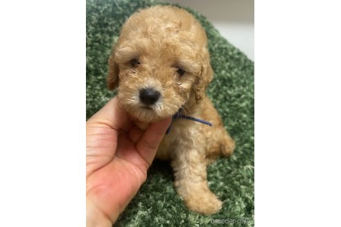 成約済の愛媛県のトイプードル-328590の7枚目