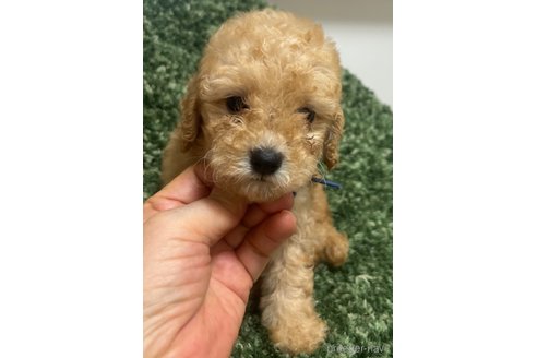 成約済の愛媛県のトイプードル-328590の8枚目
