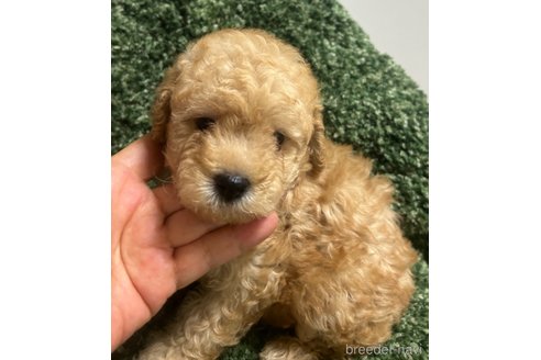 成約済の愛媛県のトイプードル-328592の6枚目