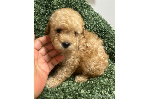 成約済の愛媛県のトイプードル-328592の8枚目