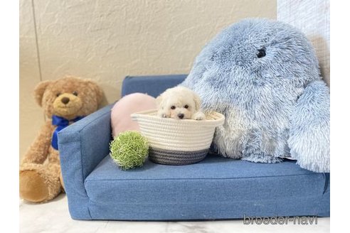 成約済の滋賀県のトイプードル-333585の5枚目