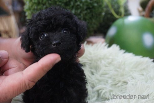 成約済の京都府のチワプー:チワワ×トイプードル-330714の3枚目