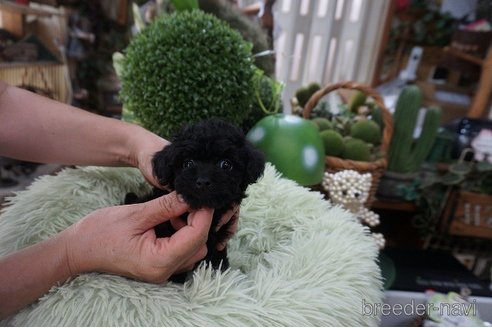 成約済の京都府のチワプー:チワワ×トイプードル-330714の4枚目