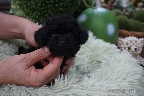 成約済の京都府のチワプー:チワワ×トイプードル-330714の5枚目