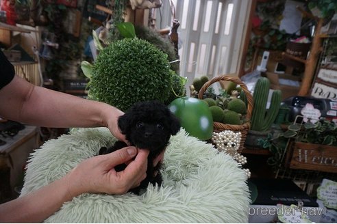 成約済の京都府のチワプー:チワワ×トイプードル-330714の2枚目