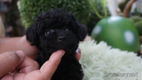 成約済の京都府のチワプー:チワワ×トイプードル-330714の1枚目