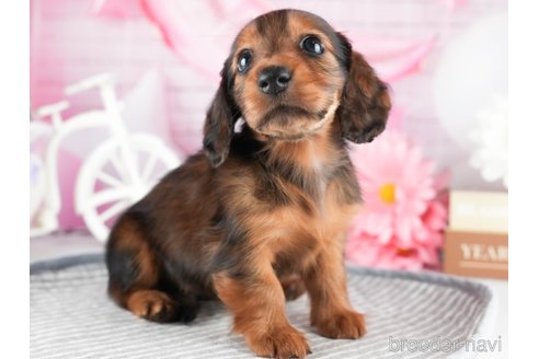 成約済の茨城県のミニチュアダックスフンド(ロングヘアード)-333678の3枚目