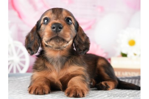成約済の茨城県のミニチュアダックスフンド(ロングヘアード)-333678の4枚目