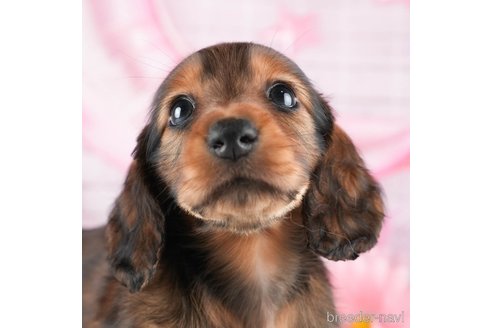 成約済の茨城県のミニチュアダックスフンド(ロングヘアード)-333678