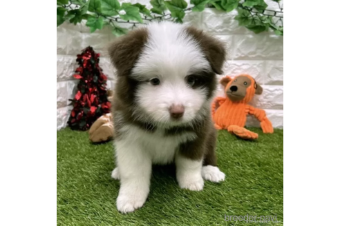 成約済の愛知県のボーダーコリー-332154の1枚目