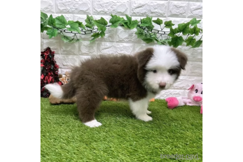 成約済の愛知県のボーダーコリー-332154の4枚目