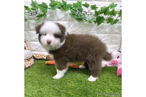 成約済の愛知県のボーダーコリー-332154の3枚目