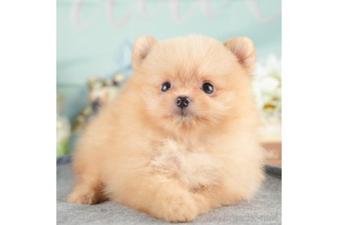 成約済の茨城県のポメラニアン-333688の6枚目