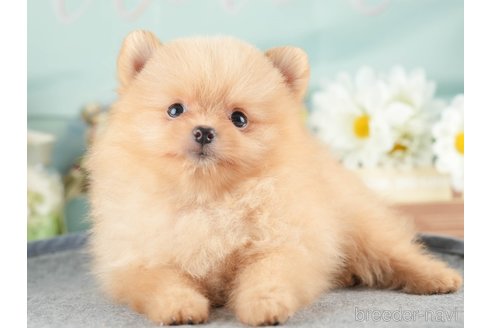 成約済の茨城県のポメラニアン-333688の4枚目