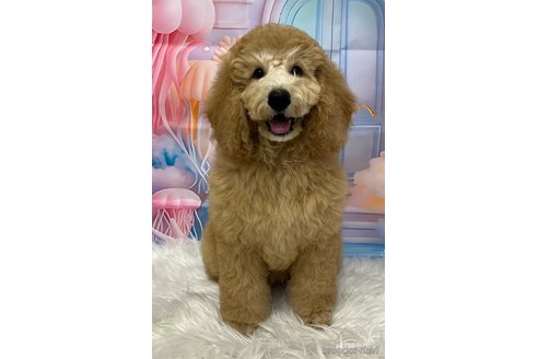 成約済の鹿児島県のミディアムプードル-333447の5枚目