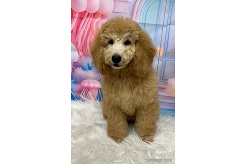 成約済の鹿児島県のミディアムプードル-333447の3枚目