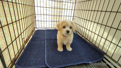 成約済の茨城県のマルプー:マルチーズ×トイプードル-333699の1枚目