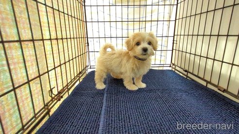 成約済の茨城県のマルプー:マルチーズ×トイプードル-333699の6枚目