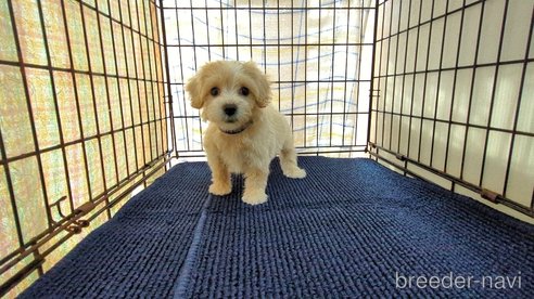 成約済の茨城県のマルプー:マルチーズ×トイプードル-333699の5枚目