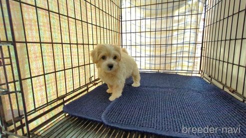 成約済の茨城県のマルプー:マルチーズ×トイプードル-333699の4枚目