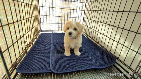 成約済の茨城県のマルプー:マルチーズ×トイプードル-333699の3枚目