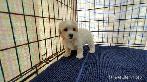 成約済の茨城県のマルプー:マルチーズ×トイプードル-333701の6枚目