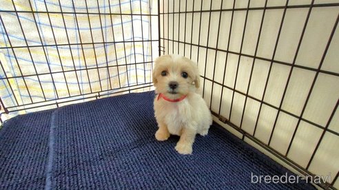 成約済の茨城県のマルプー:マルチーズ×トイプードル-333701の5枚目
