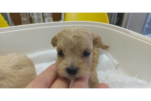 成約済の愛知県のマルプー:マルチーズ×トイプードル-333719の7枚目