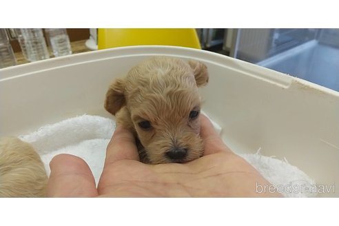 成約済の愛知県のマルプー:マルチーズ×トイプードル-333719の8枚目
