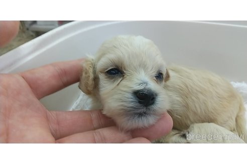 成約済の愛知県のマルプー:マルチーズ×トイプードル-333722の5枚目