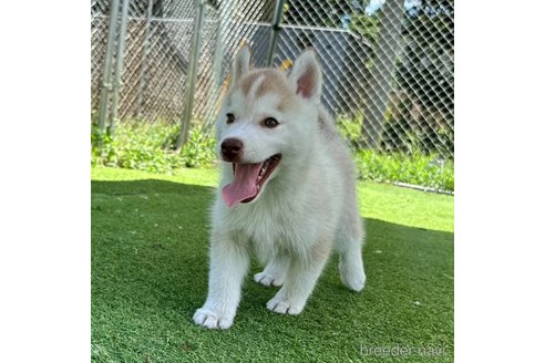 成約済の茨城県のシベリアンハスキー-333725の2枚目