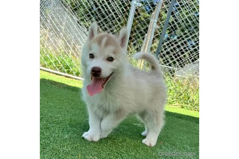 成約済の茨城県のシベリアンハスキー-333725の3枚目