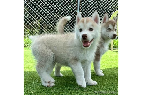 成約済の茨城県のシベリアンハスキー-333725の4枚目