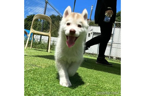 成約済の茨城県のシベリアンハスキー-333725の5枚目