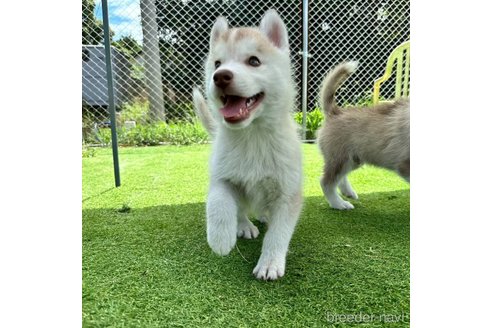 成約済の茨城県のシベリアンハスキー-333725の6枚目